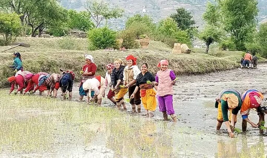 जुम्लामा मार्सीधान रोपाइँ सुरु